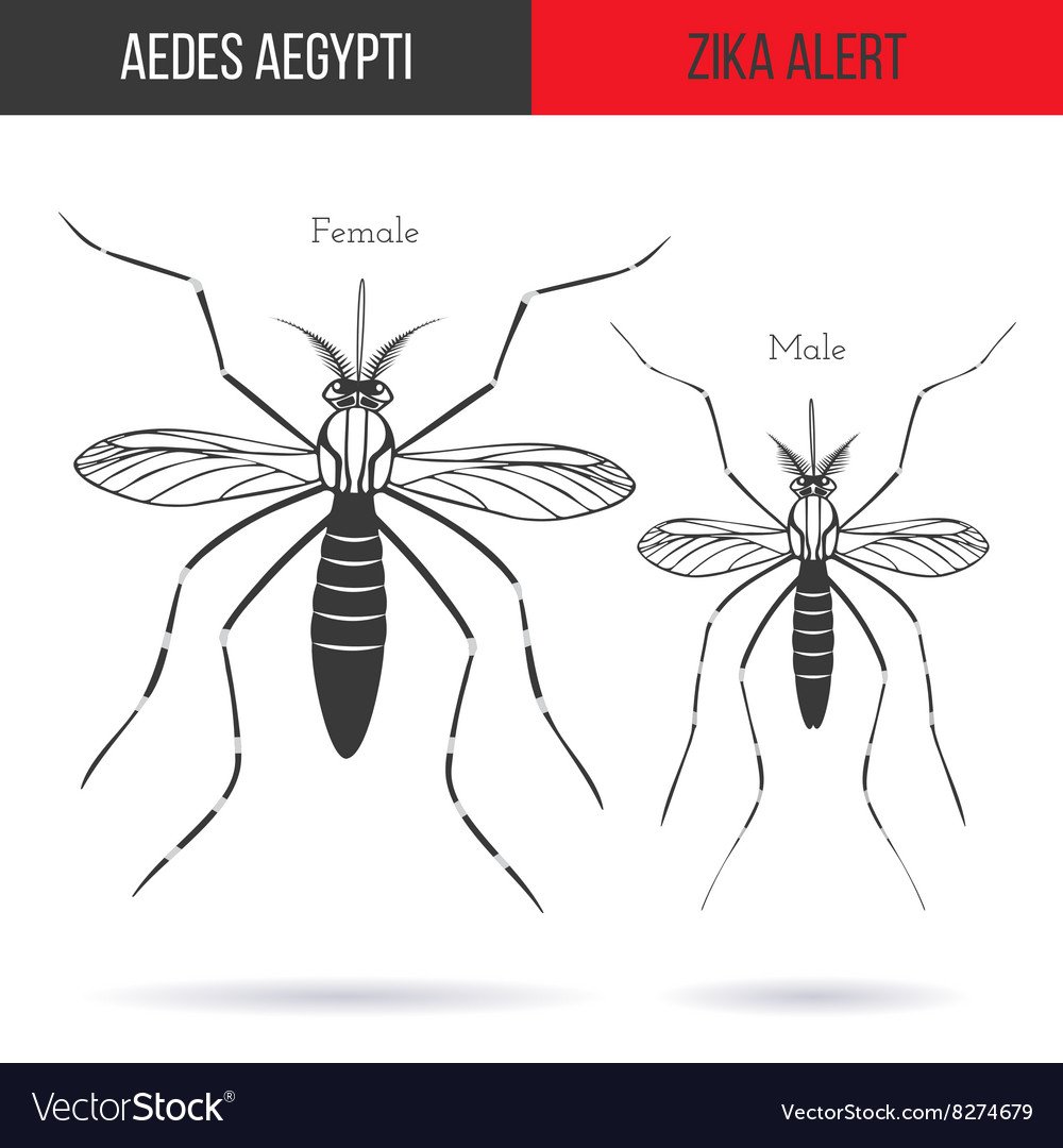 Самец комара