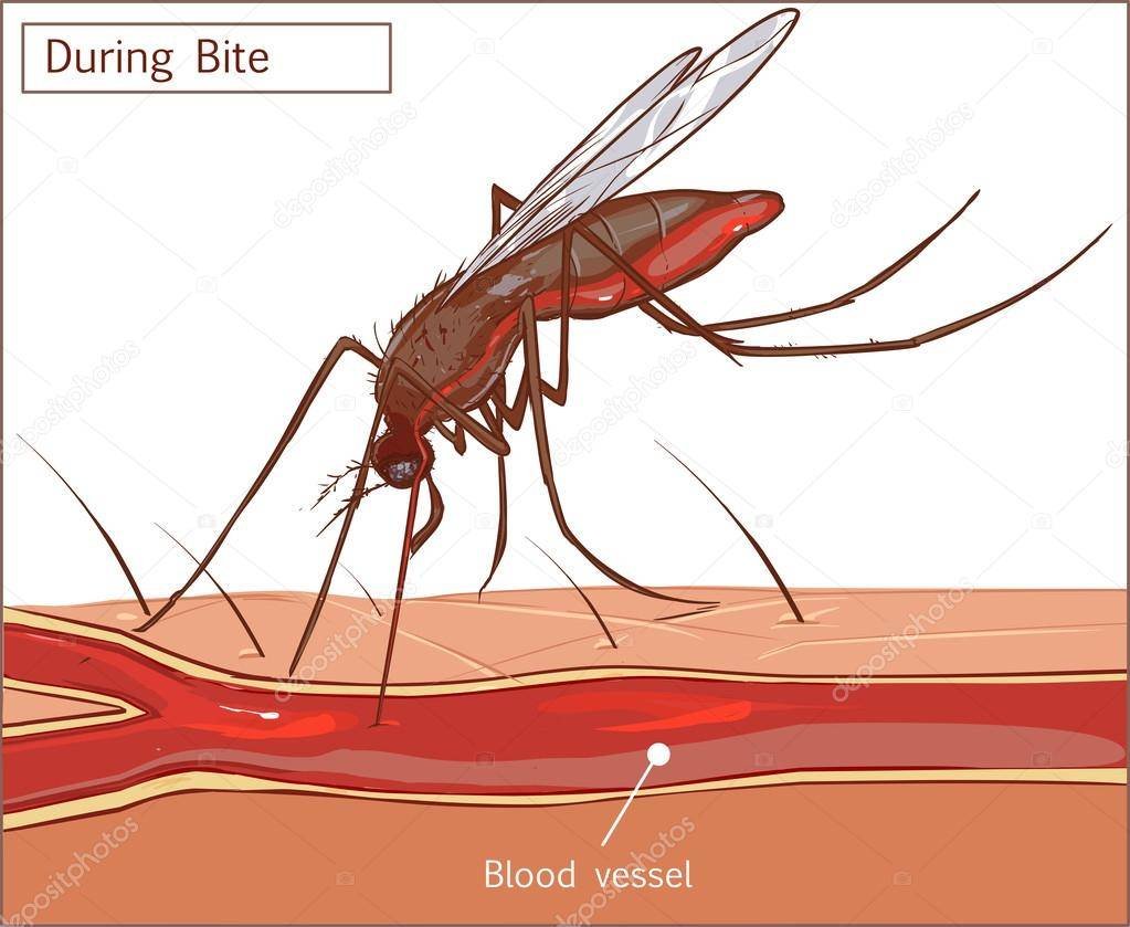 Мини комары