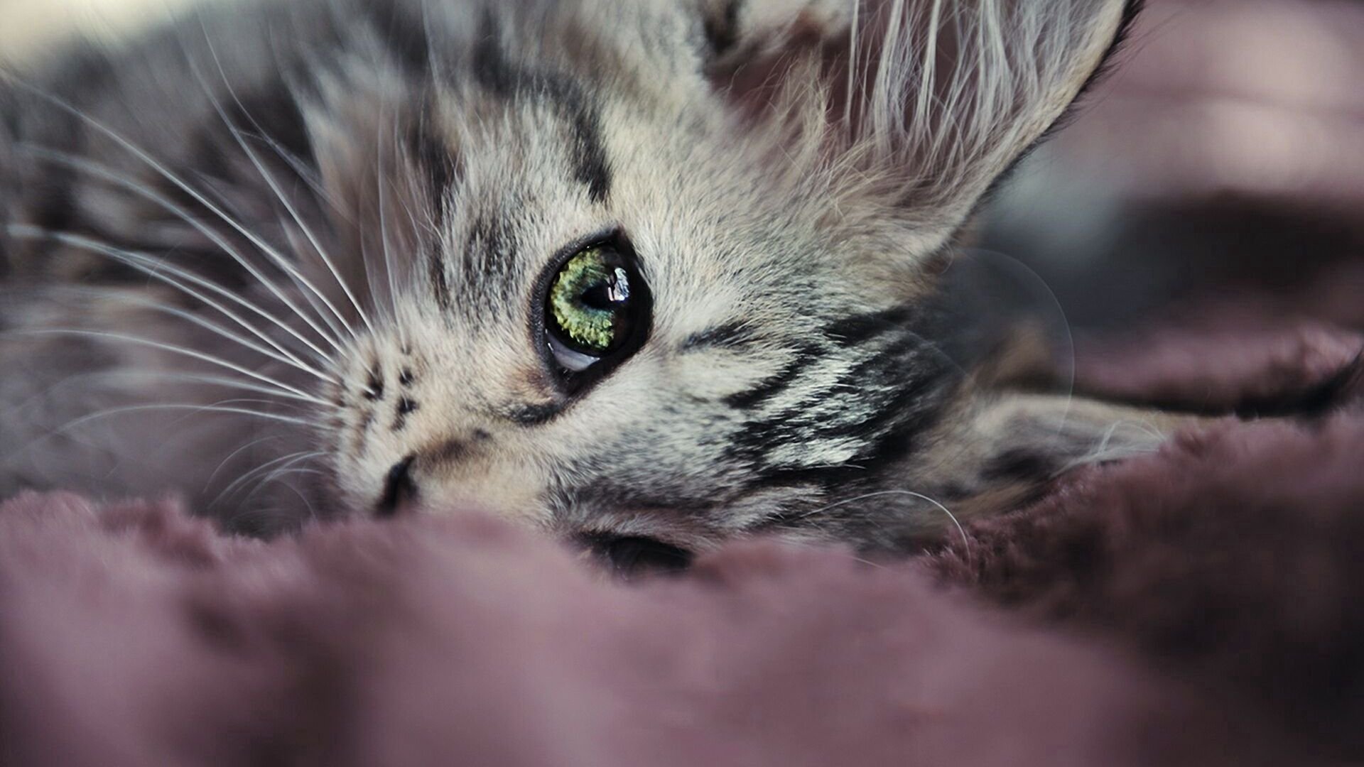 Кошки - красивые картинки (100 фото)