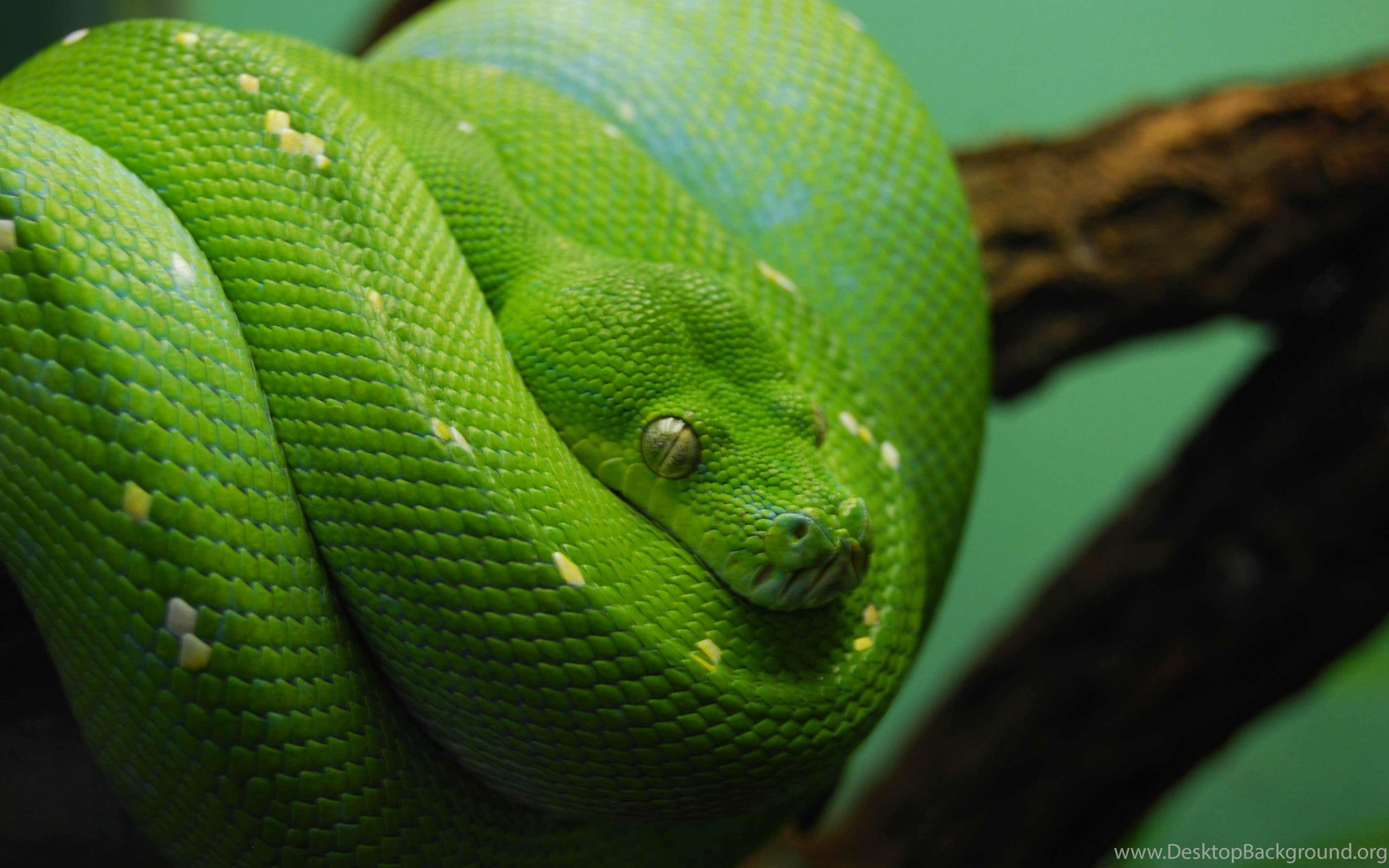 Зеленая змейка. Змея Тайпан голубая. Зеленая мамба (Африканский изумрудный гигант). Зеленый Тайпан. Зеленая змея.