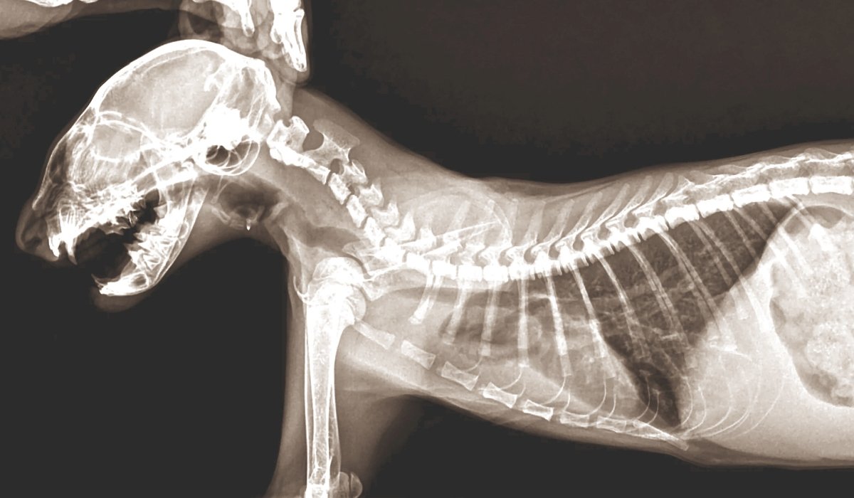 Рентген подъязычной кости собаки
