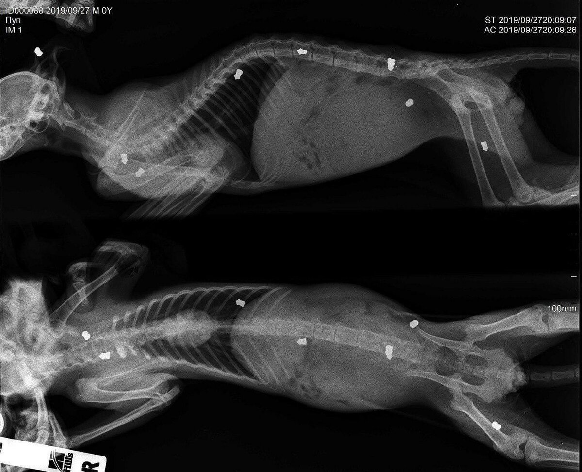 Котенок с рентгеновским снимком