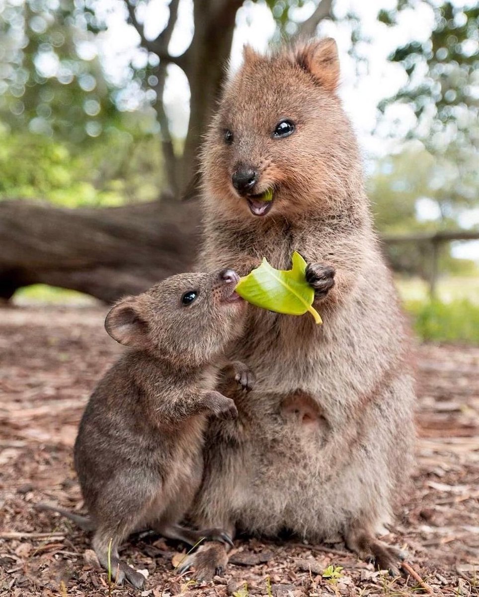 Квокка красная книга