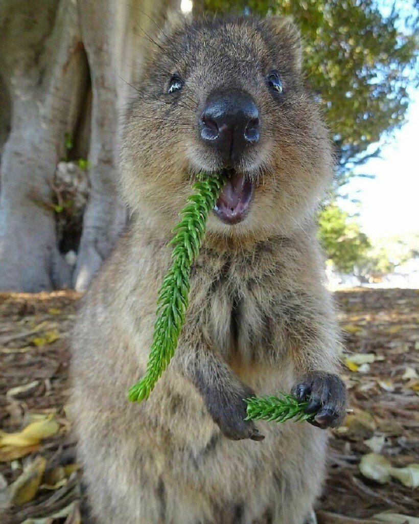 Квокка Зебра