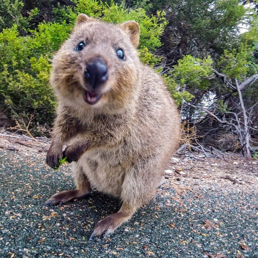 Квокка селфи животное самое счастливое