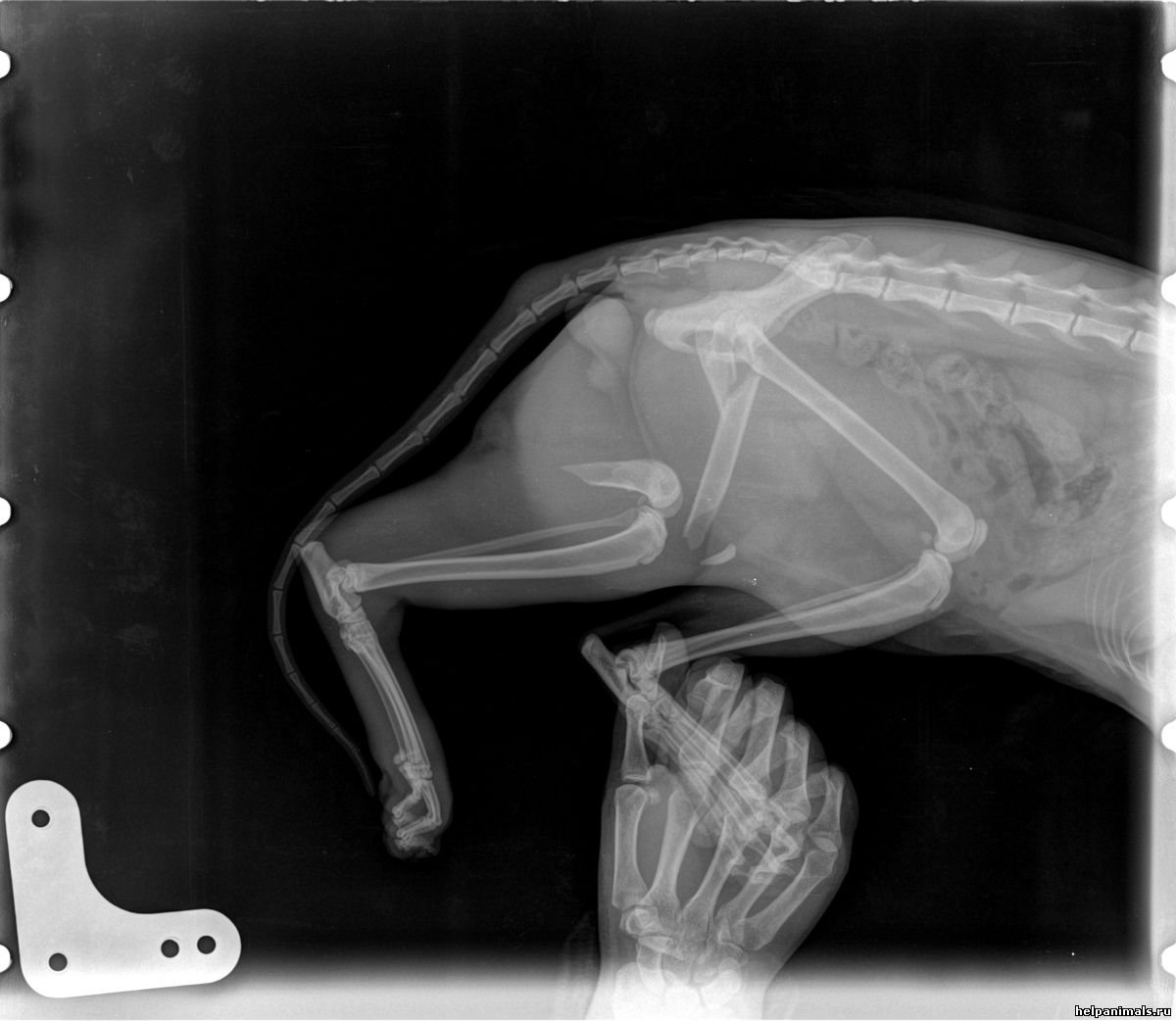 Пневмоторакс у собаки рентген