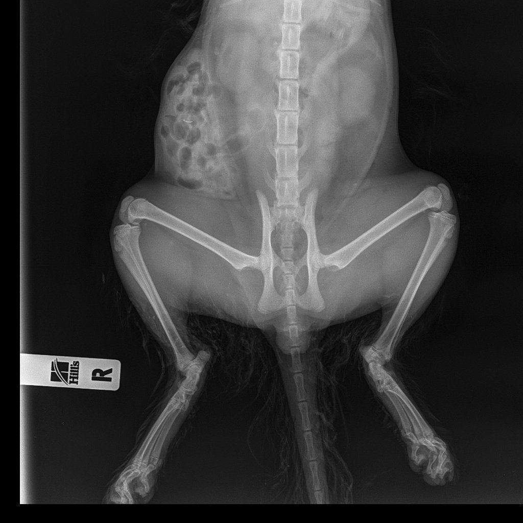 Артродез скакательного сустава собаки