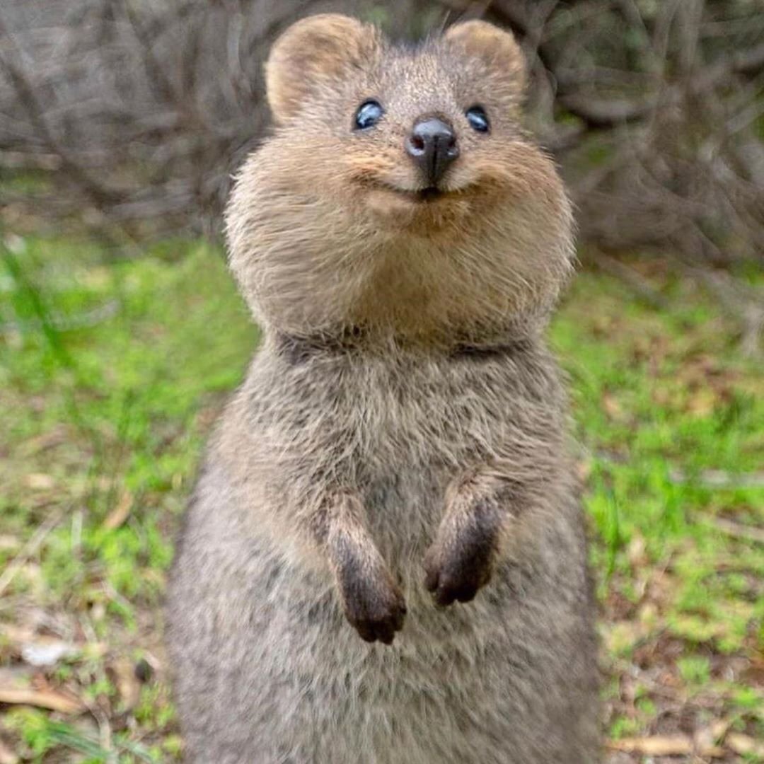 Австралийский зверек Квокка