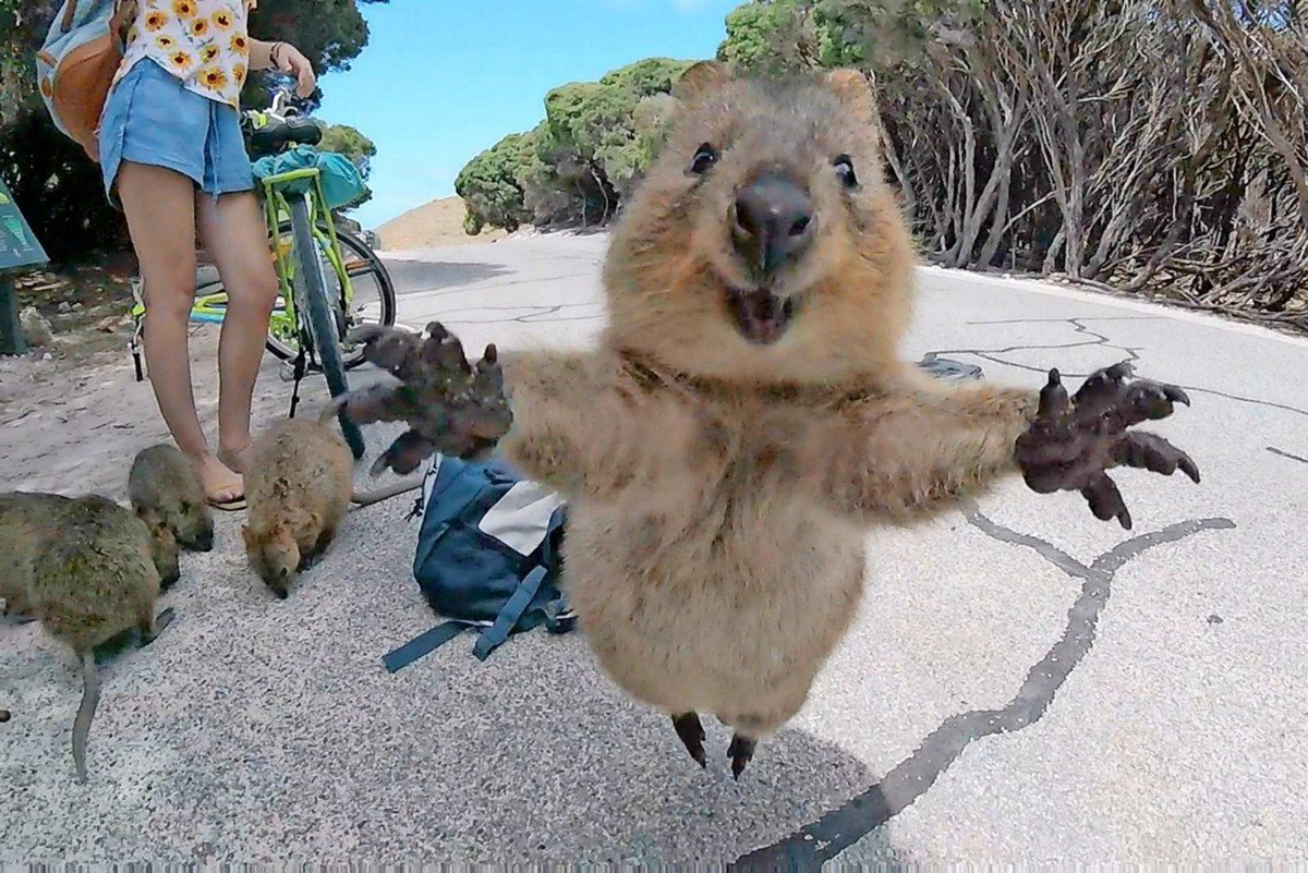 Вомбат и Квокка