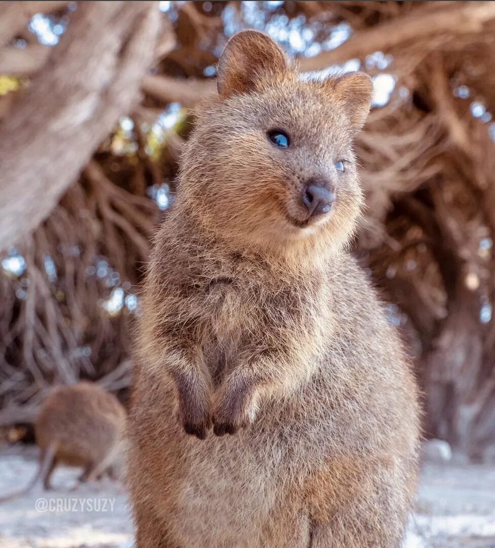 Квокка (короткохвостый кенгуру)