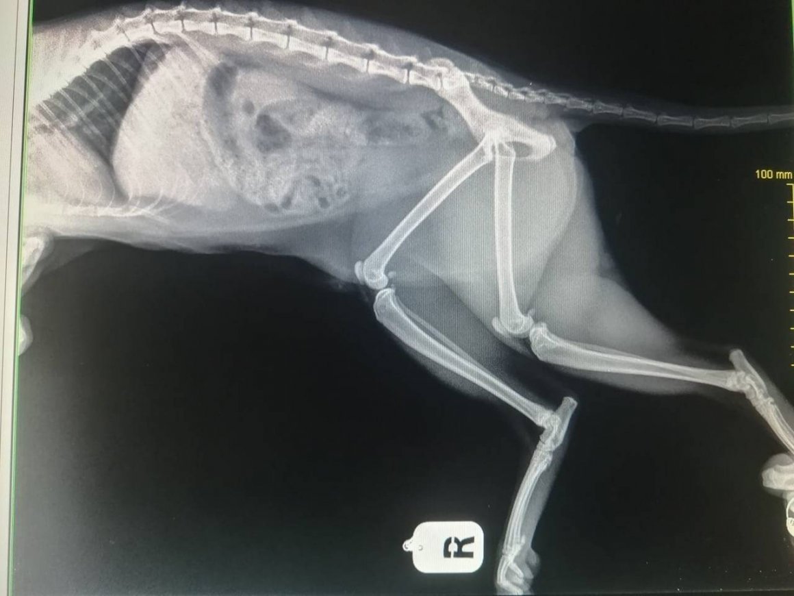 Инфекционный перитонит у кошек рентген