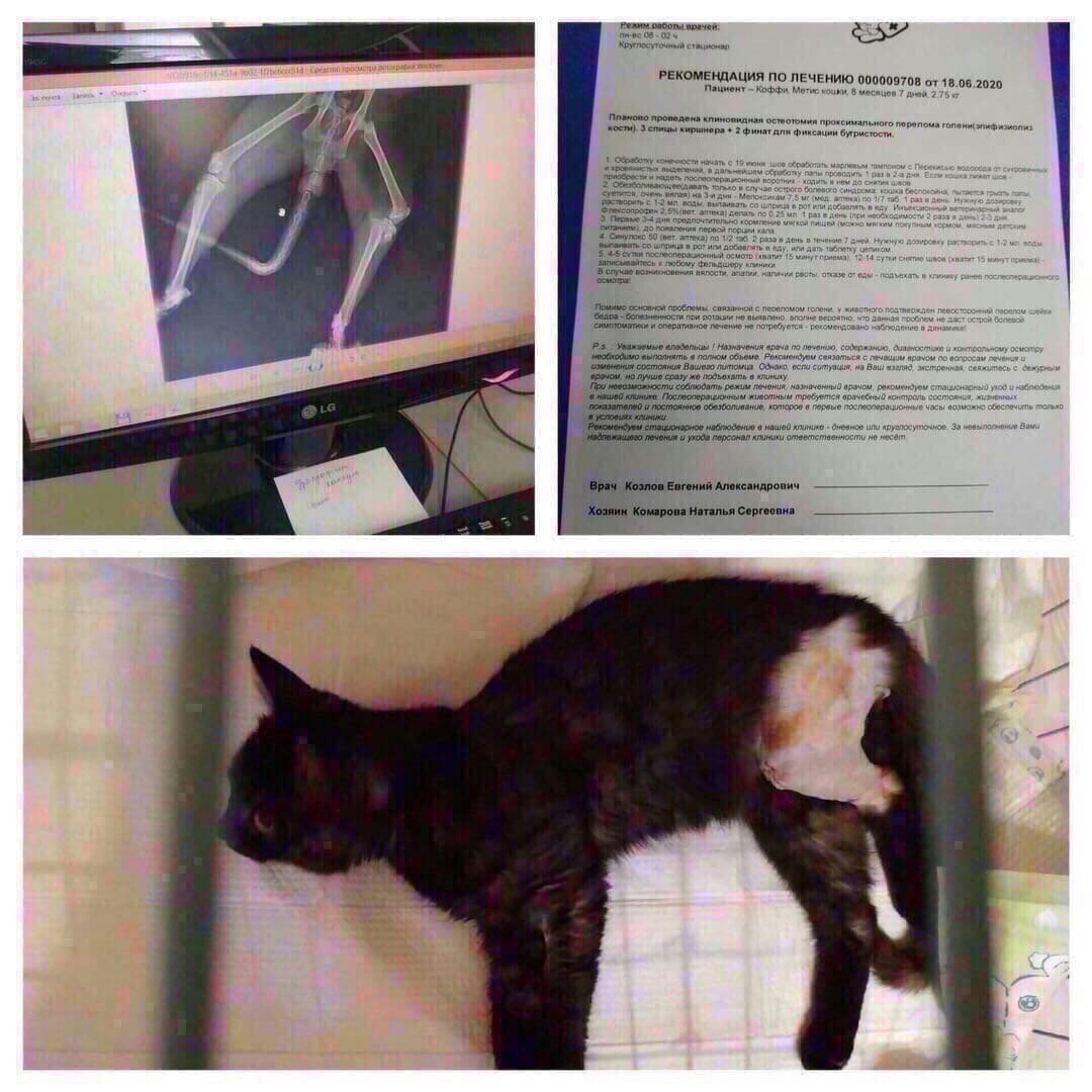 Как делают рентген котам