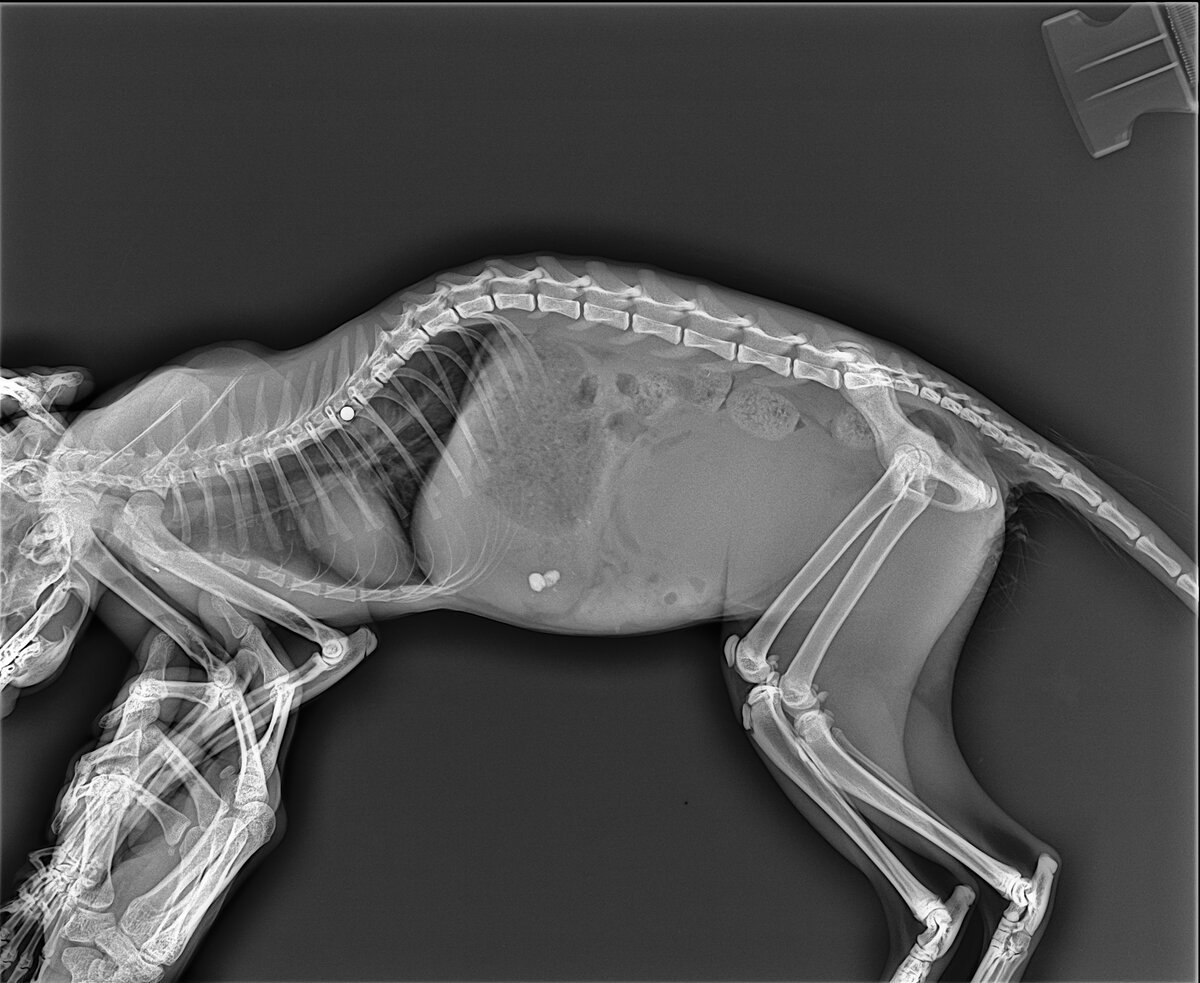 Мальцев рентген животных