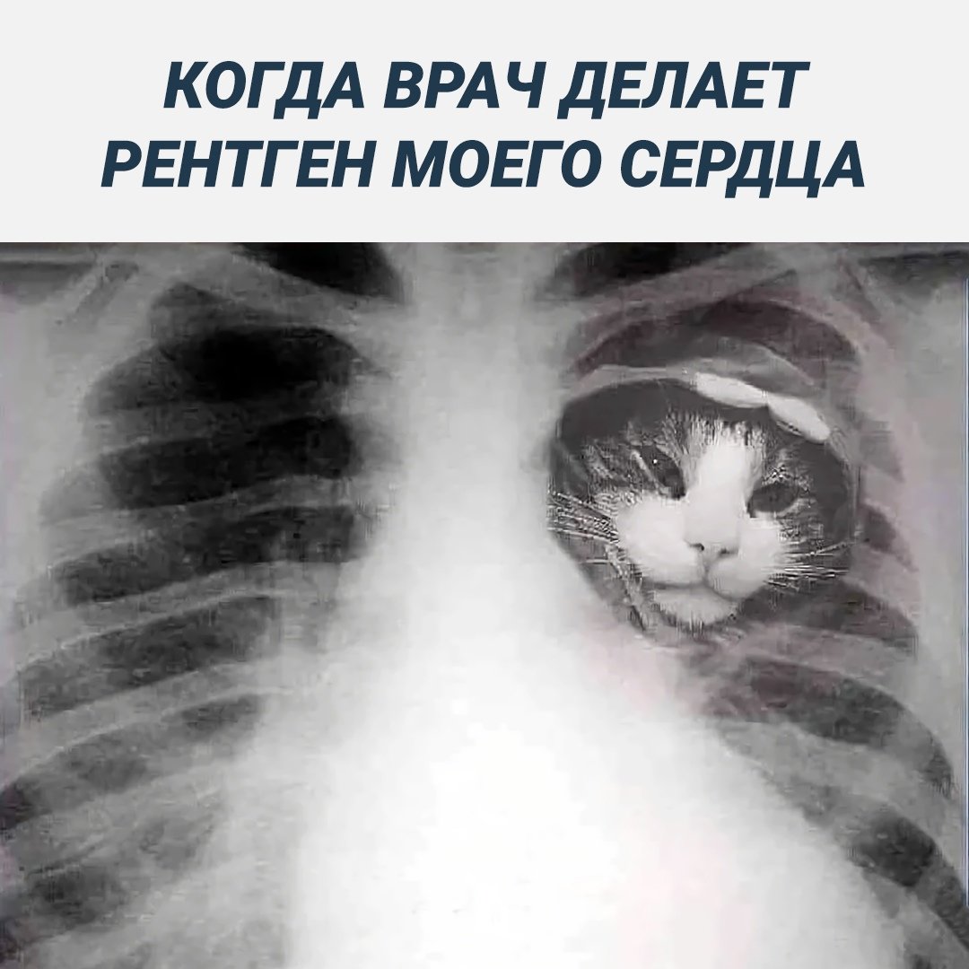 Как выглядит кошачье сердце