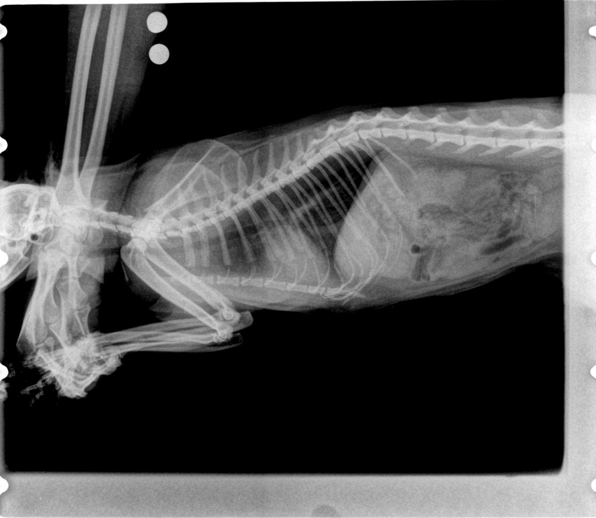 Анатомия собаки рентген