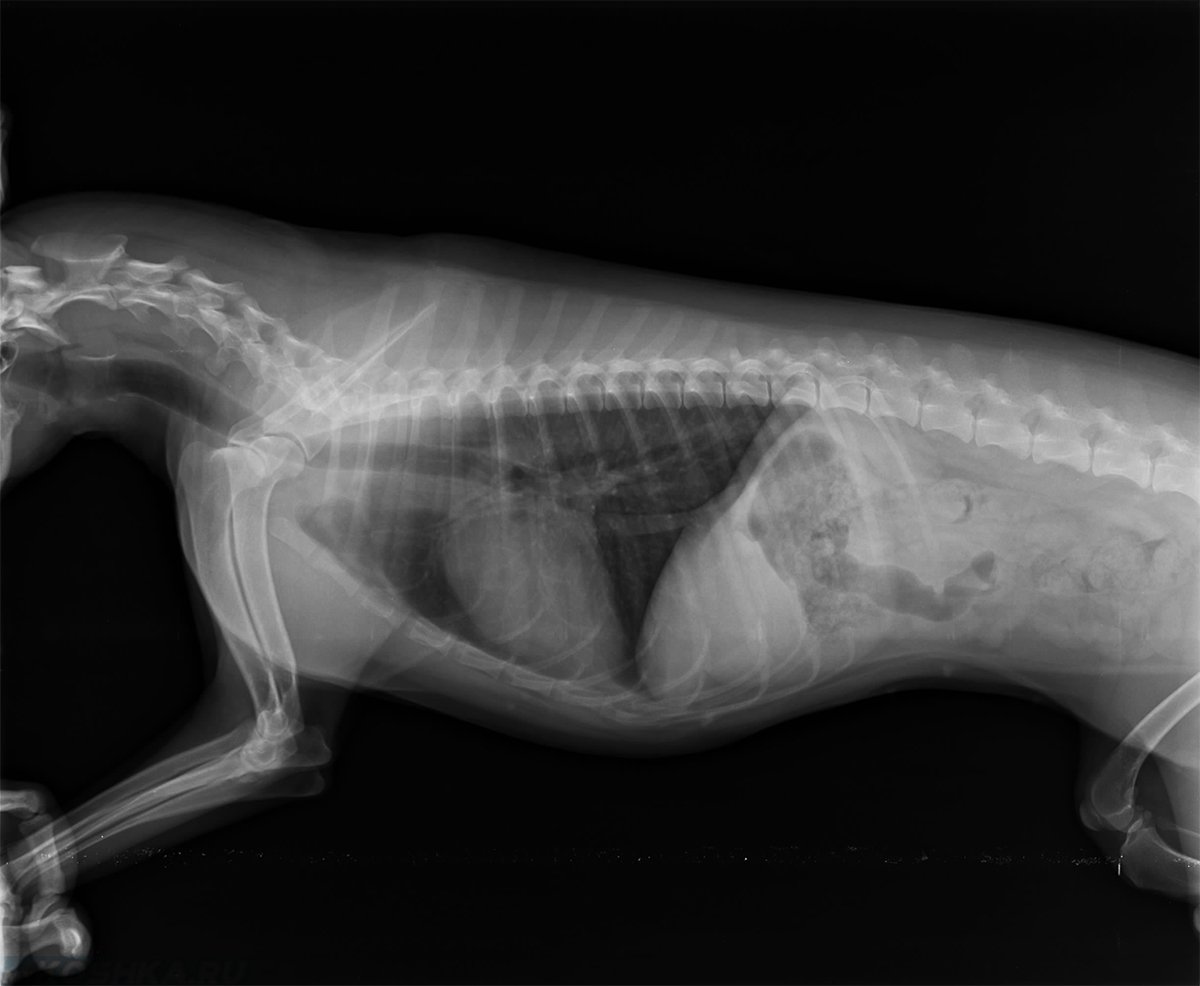 Позвоночник кошки рентген норма