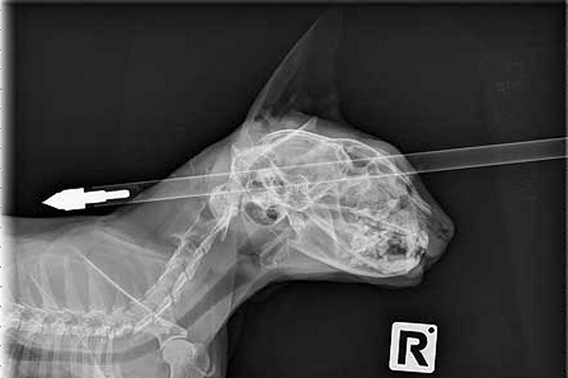 Рентген беременной кошки