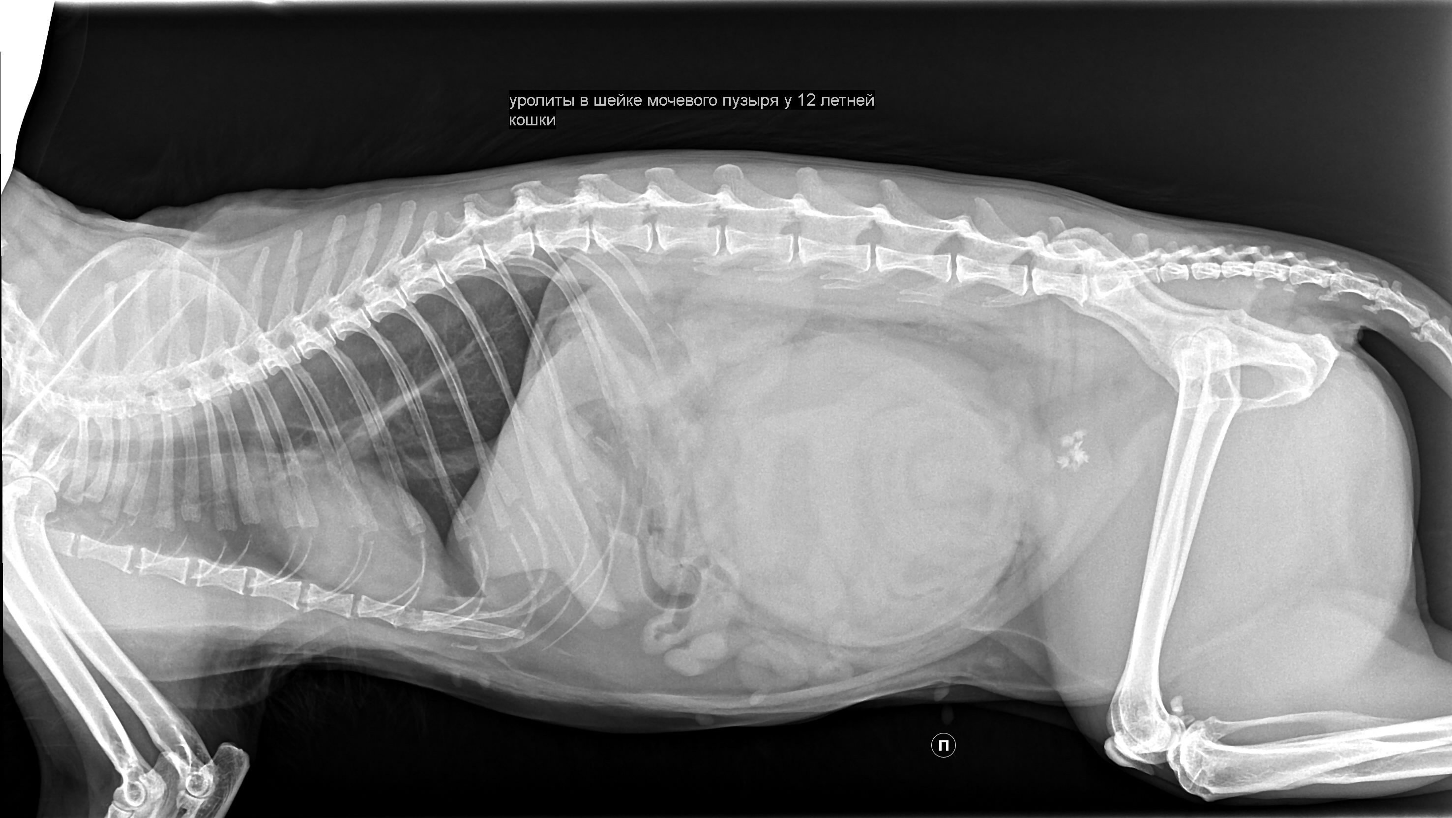 Селезенка у котов. Рентген брюшной полости собаки. Рентген брюшной полости кошки норма. Рентген брюшной полости собаки в норме. Рентген грудной клетки собаки норма.