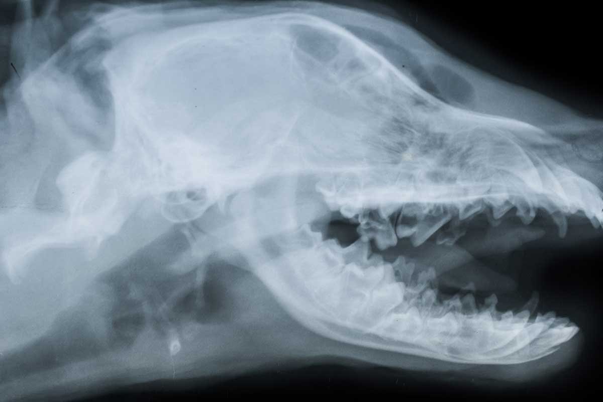 Рентгеновские снимки собак