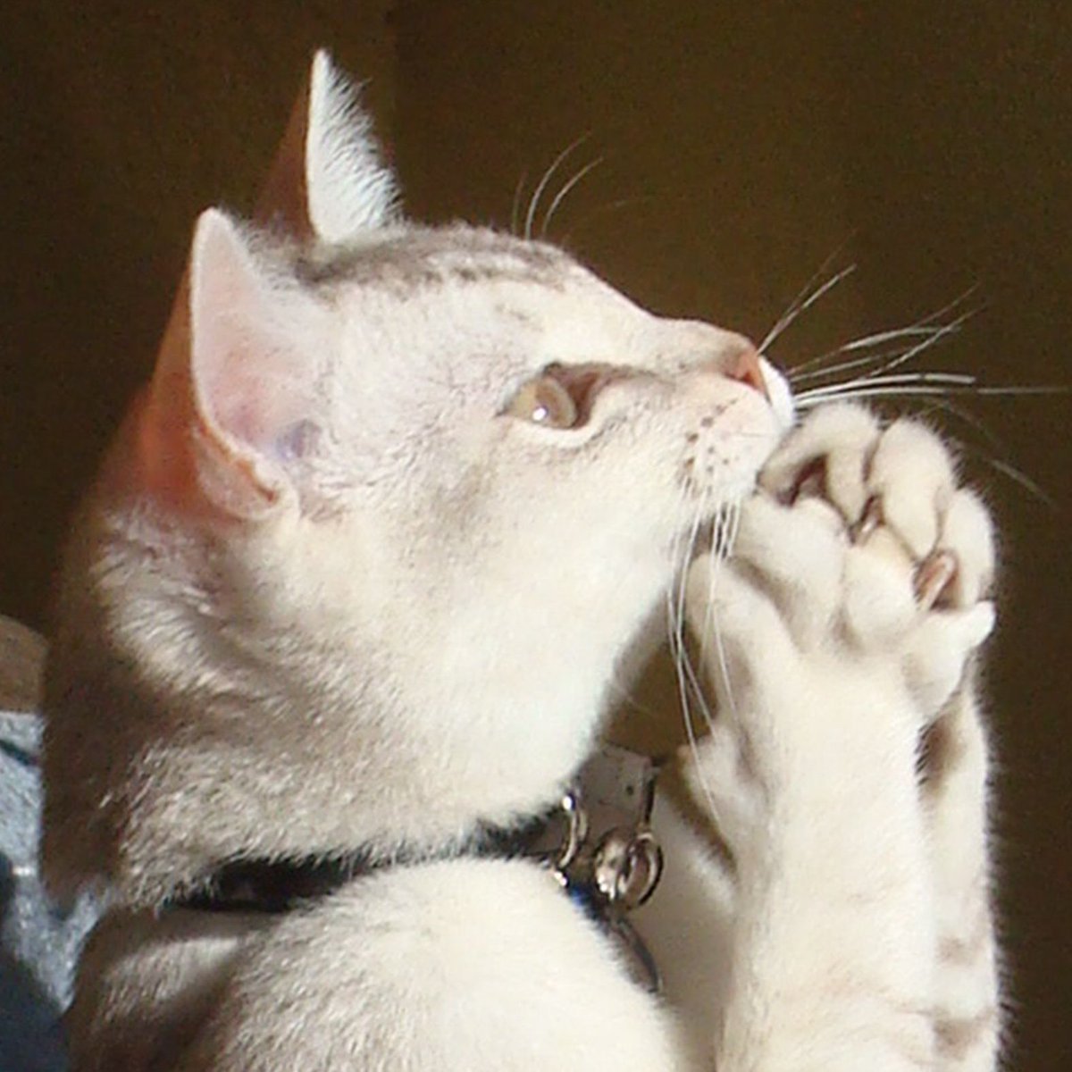 Звук просящей кошки. Кот молится. Кот сложил лапы. Котенок молится. Котик сложил лапки.