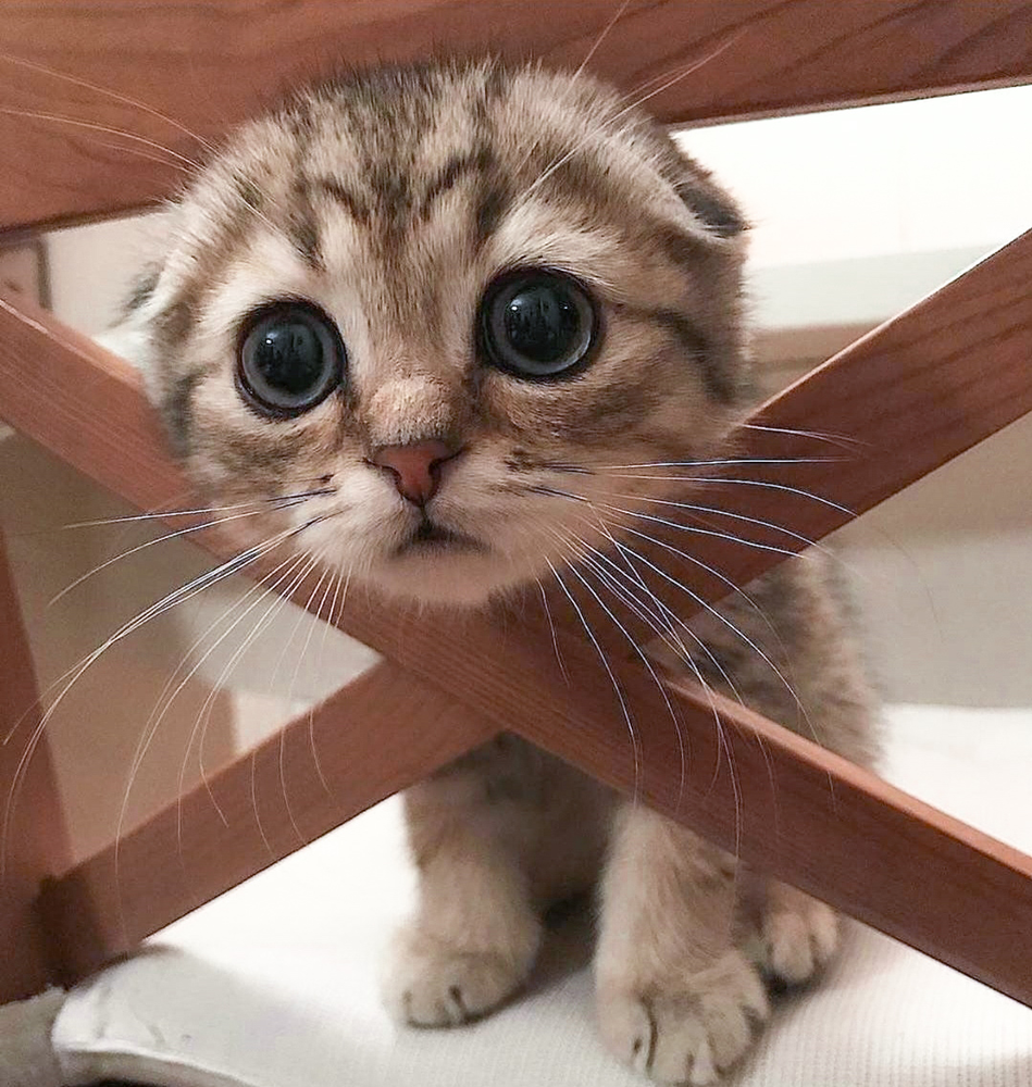 Котик просит