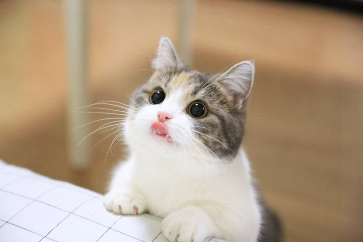 Милый котик просит кушать
