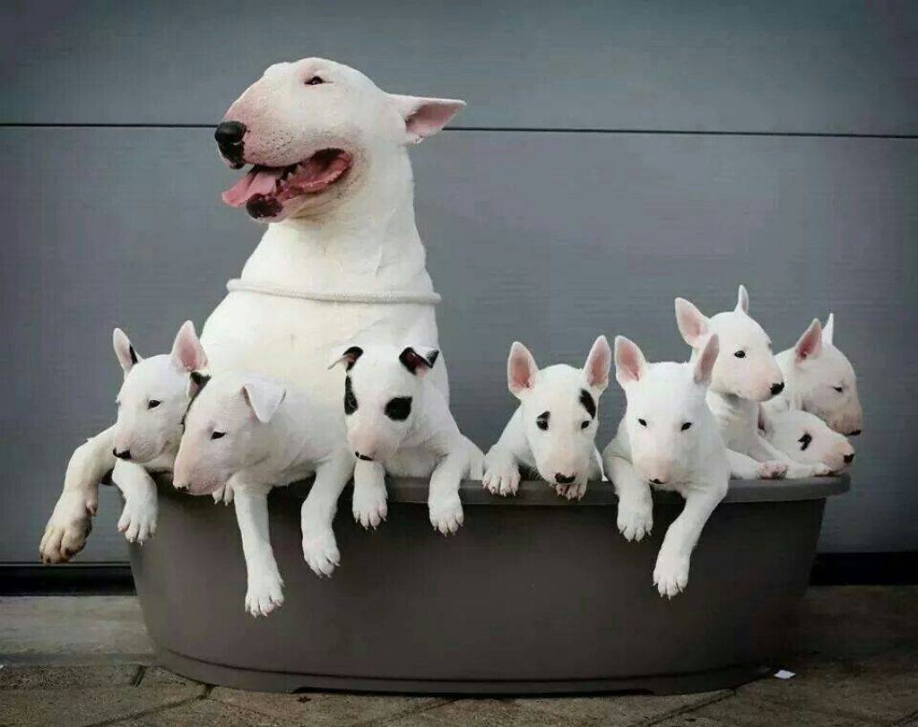 Чихуахуа мексиканец