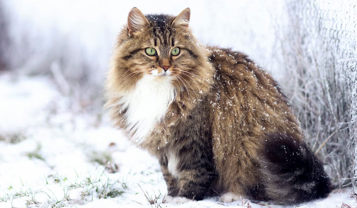 Сибирский длинношерстный кот