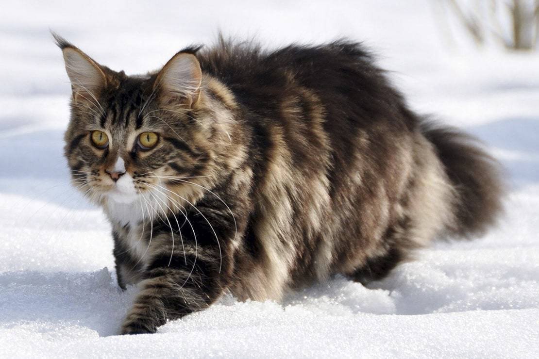 Сибирский Лесной кот