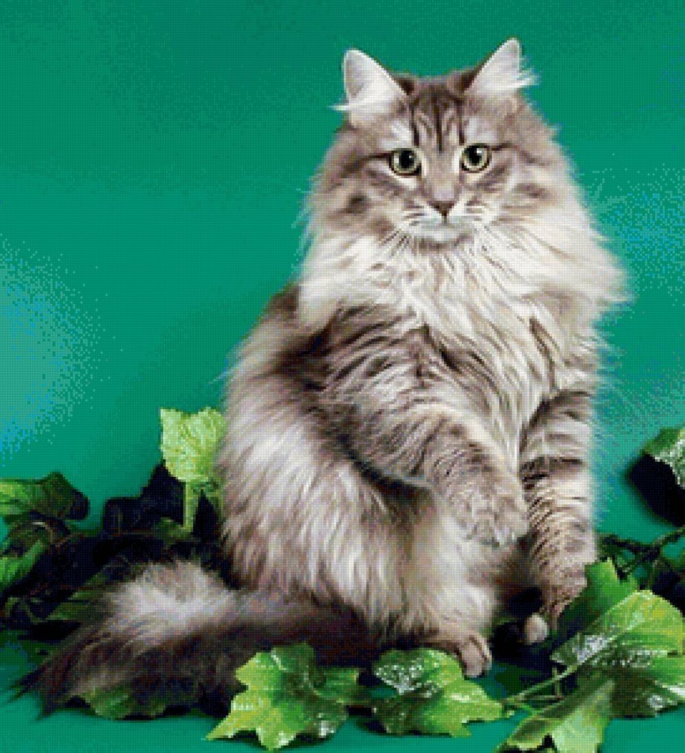 Сибирская длинношерстная