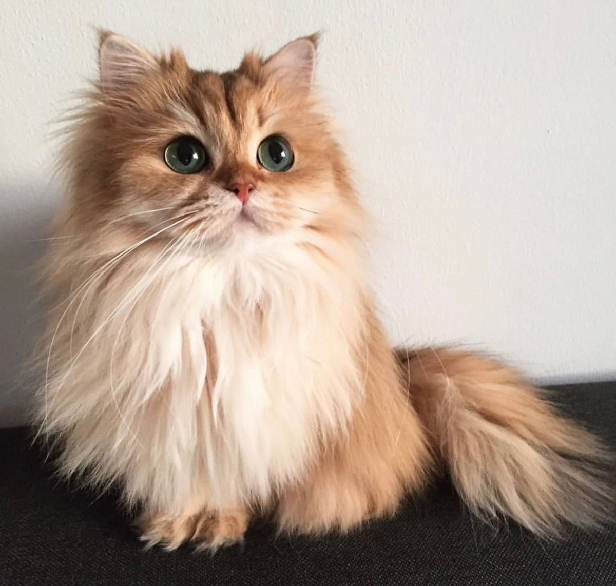 Персидская Сибирская длинношерстная