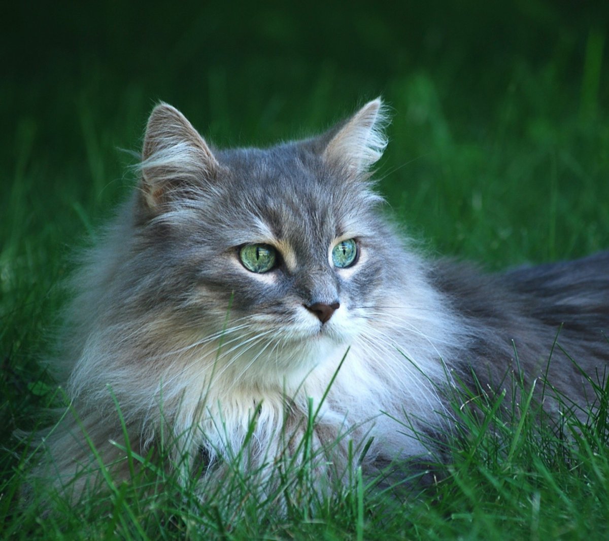 Сибирская длинношерстная кошка