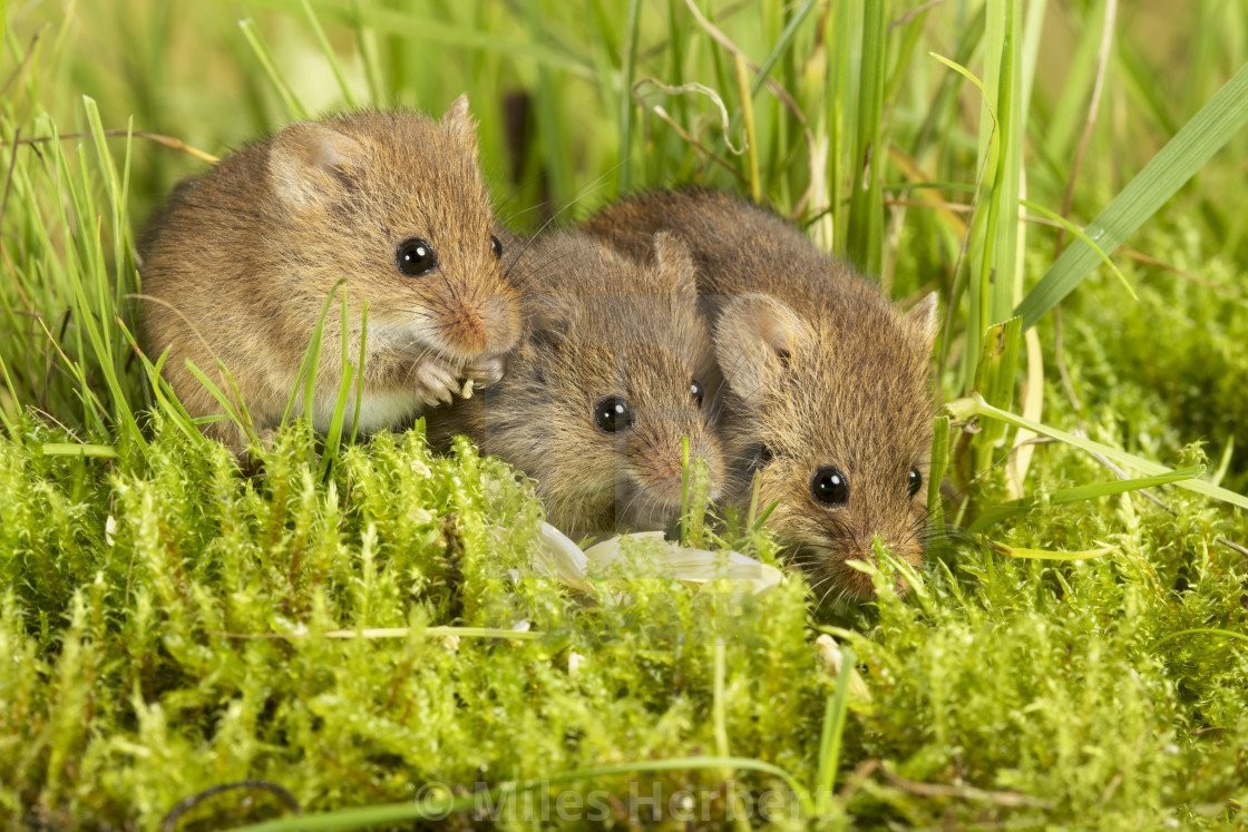 Ольхонская полевка