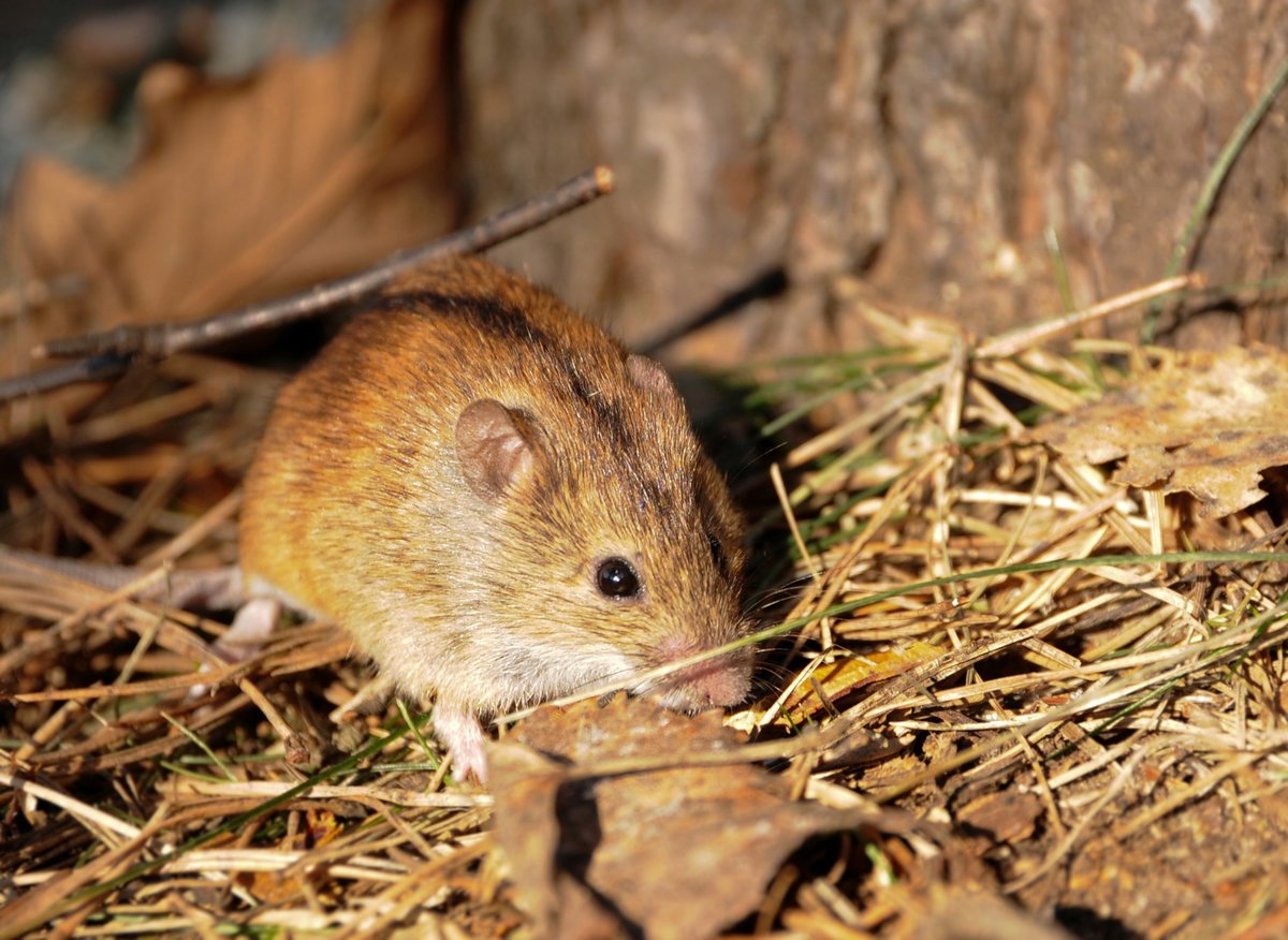 Мышь полевка обыкновенная