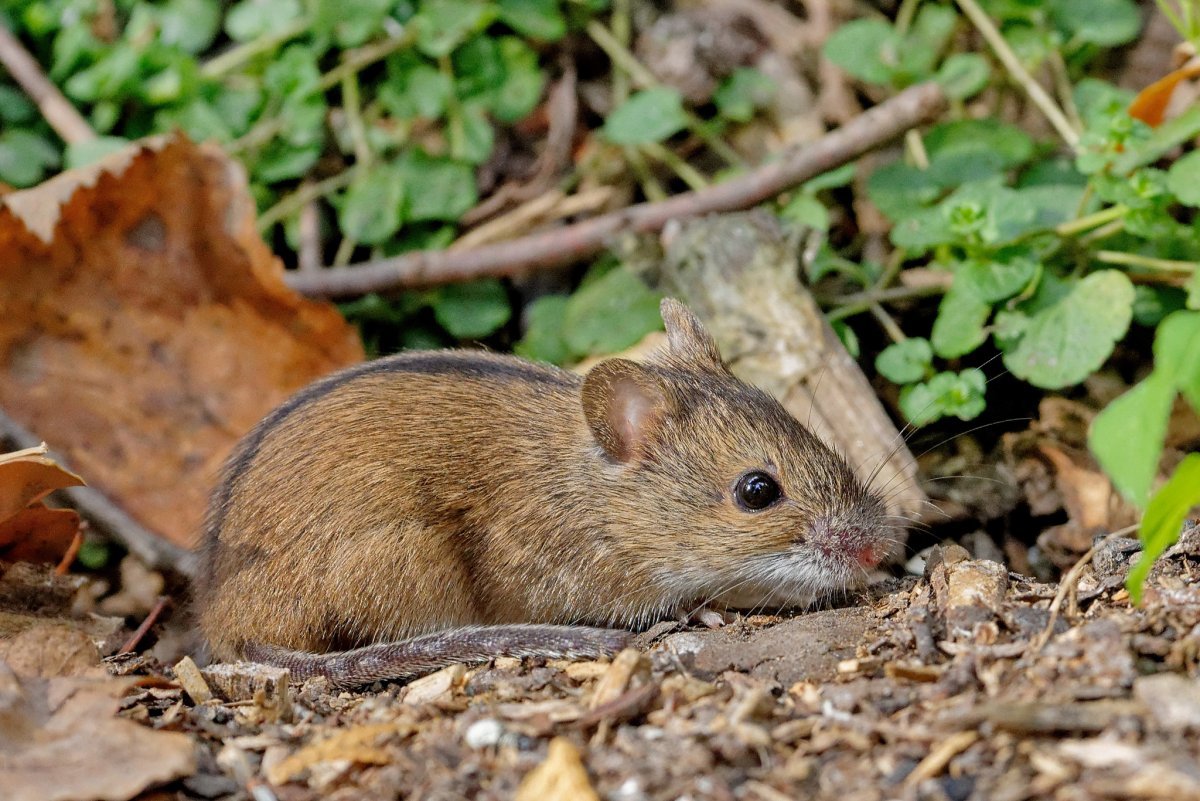 Обыкновенная полевка Microtus arvalis