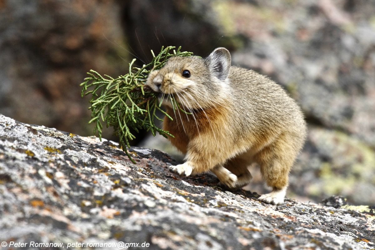 Северная пищуха (Ochotona Hyperborea)