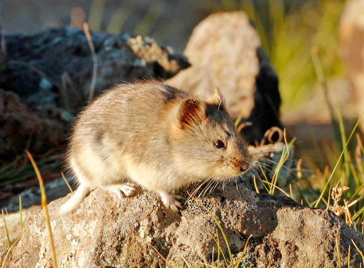 Ольхонская полевка Байкал