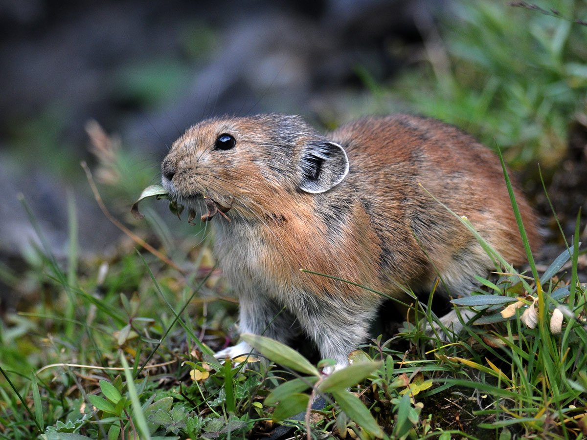 Степная пищуха
