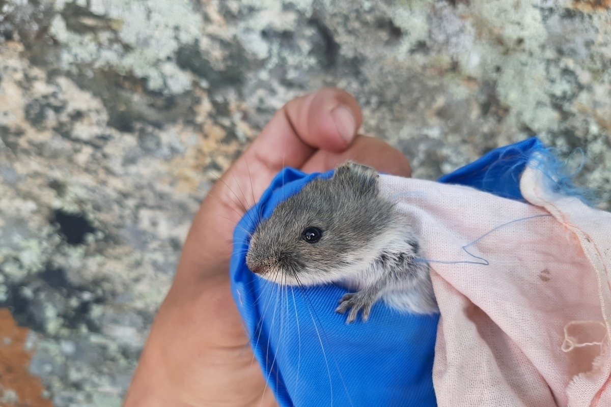 Ольхонская полевка