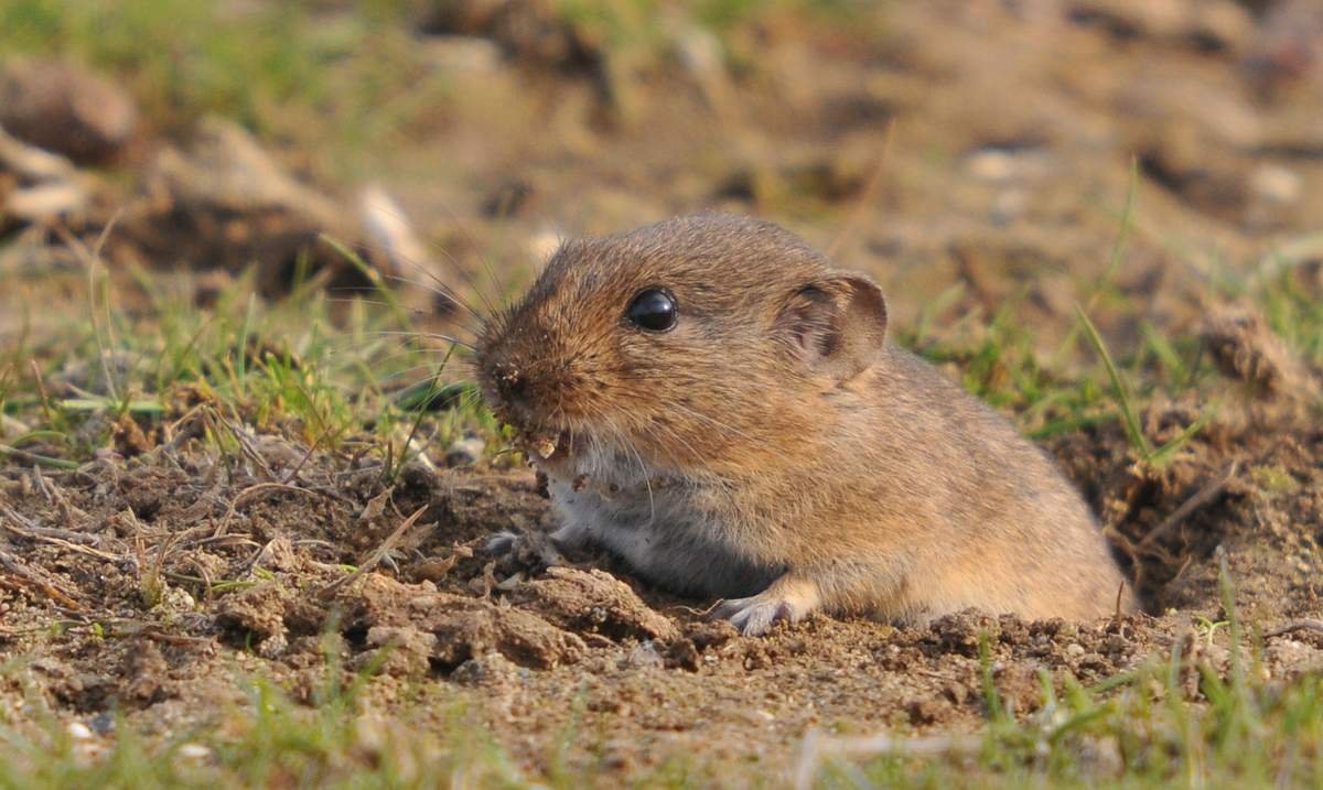 Обыкновенная полёвка