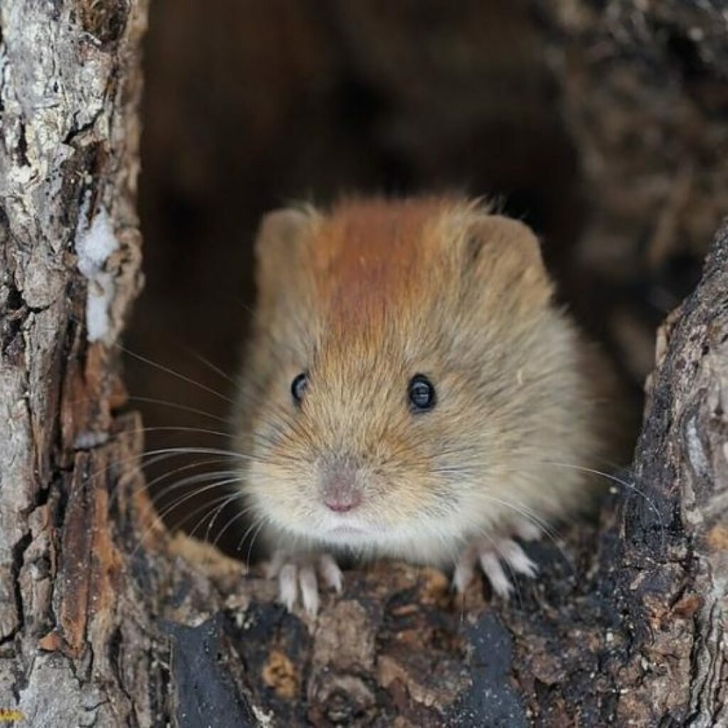 Ольхонская полевка