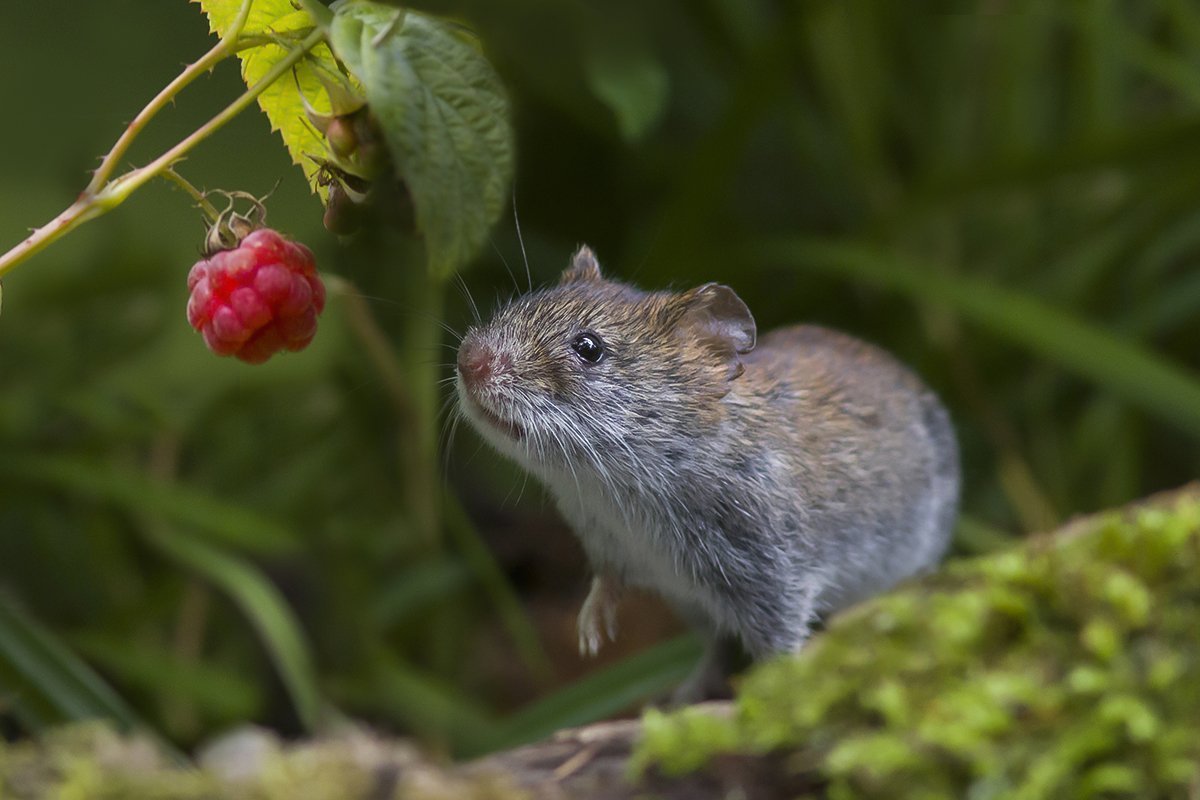 Мышь полевка