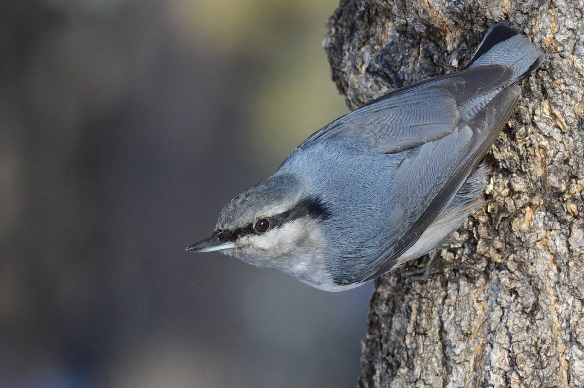 Поползень Перелетная птица