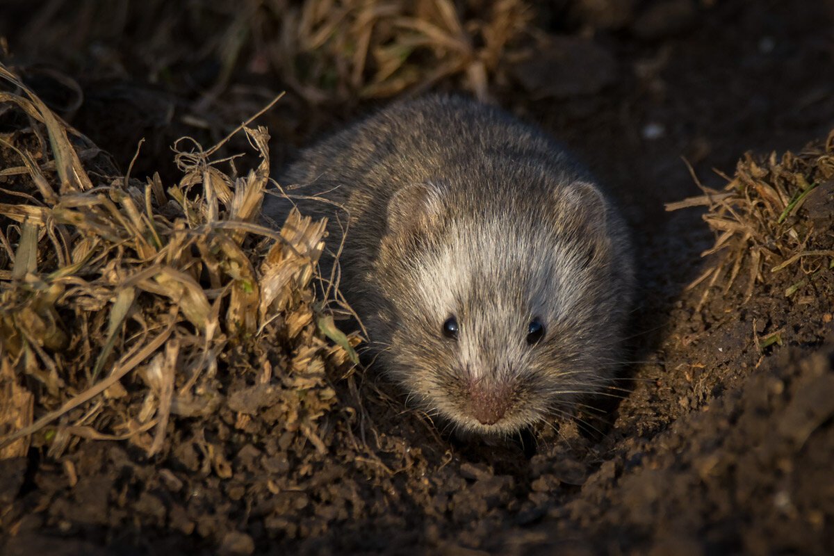 Узкочерепная полёвка (Microtus Gregalis)
