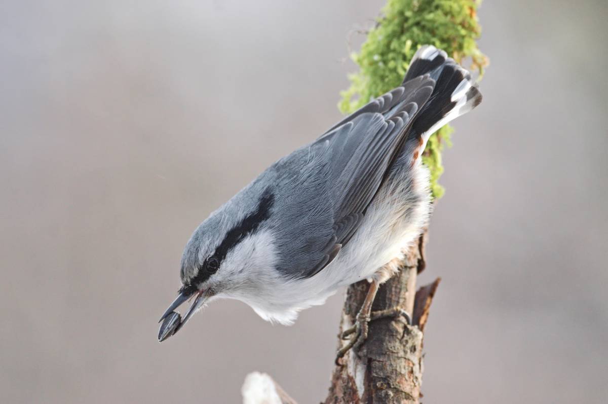 Поползень птица самка