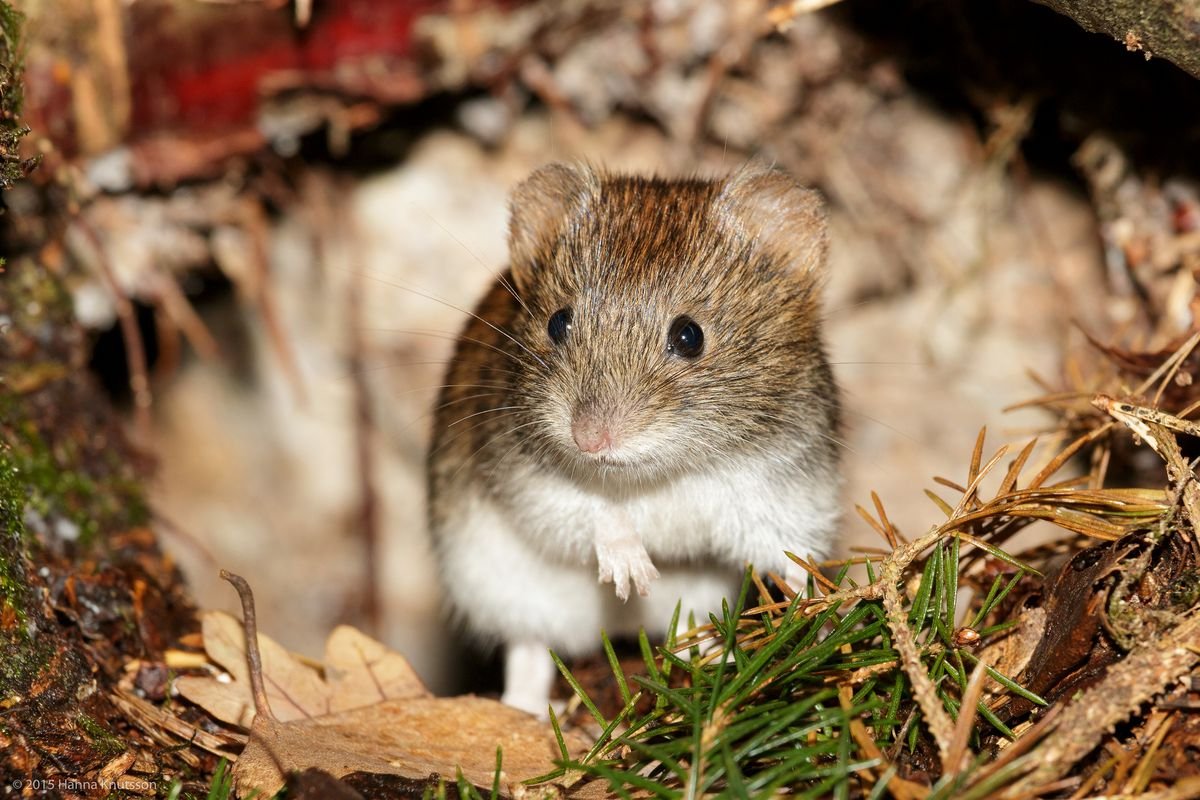 Шикотанская полевка