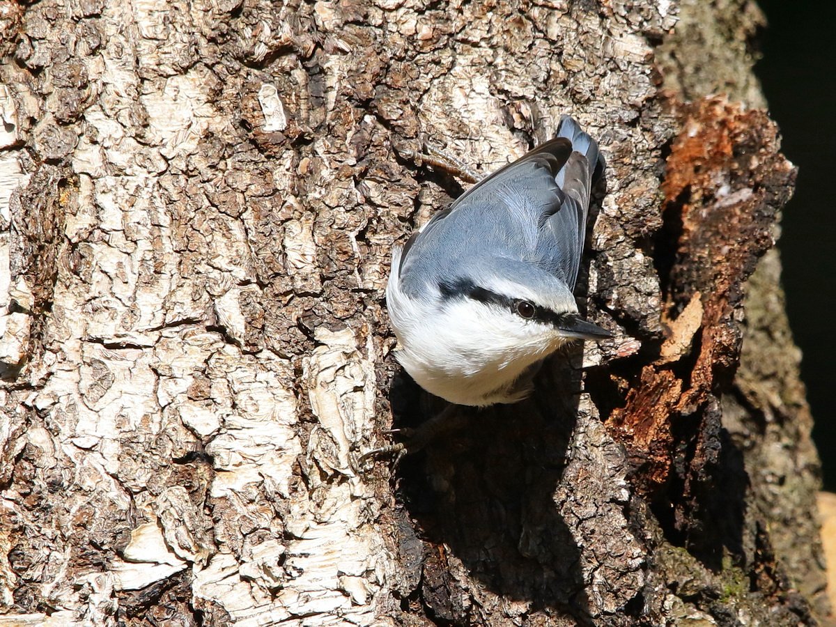 Стрижев "поползень