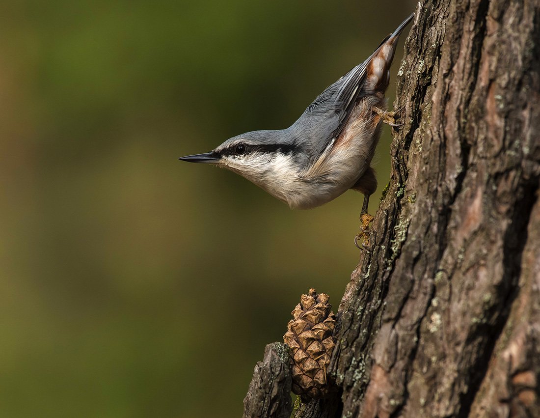Поползень обыкновенный гнездо