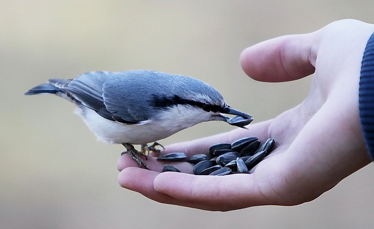 Обыкновенный поползень на белом фоне