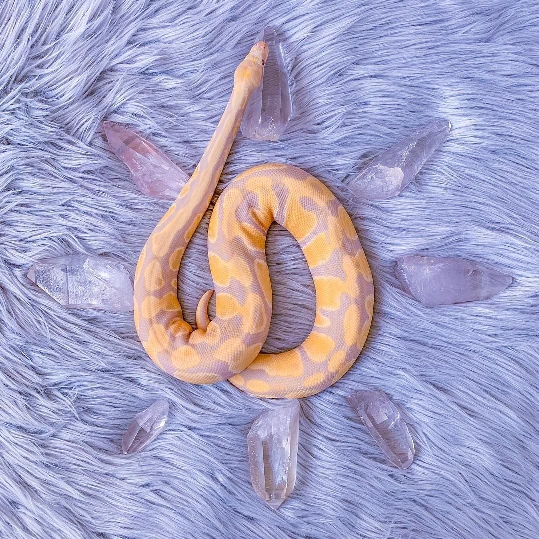 Поползень (Sitta europaea